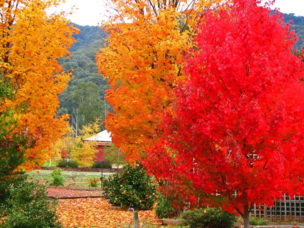 Autumn In Victoria. 4x4Earth